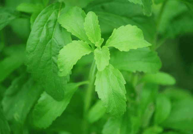 Représentation feuilles de stevia